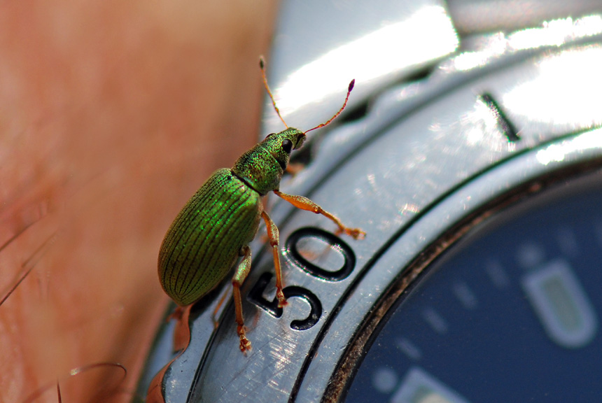 Curculionidae verde,  Polydrusus formosus